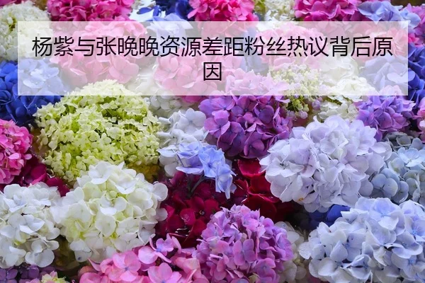 杨紫与张晚晚资源差距粉丝热议背后原因